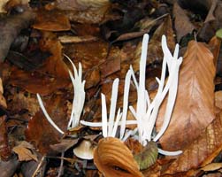 The leaf litter shows that Beech trees are nearby. 